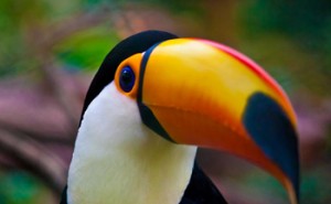 parrot in iguazu