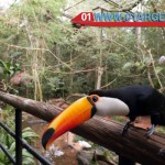 Bird Park in puerto iguazu