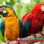 Bird Park in puerto iguazu