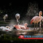 Bird Park in puerto iguazu